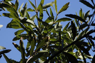 Brabejum stellatifolium, photographed by Tony Rebelo