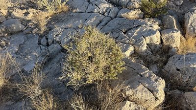 Mortonia utahensis, photographed by CK2AZ