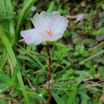 Portulaca grandiflora, photographed by Jenny Saito