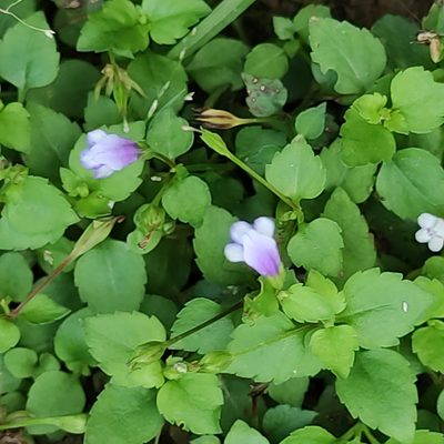 Torenia crustacea, photographed by Jenny Saito