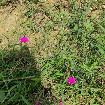 Portulaca grandiflora, photographed by Jenny Saito