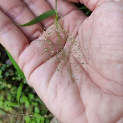 Eragrostis tenella, photographed by Jenny Saito