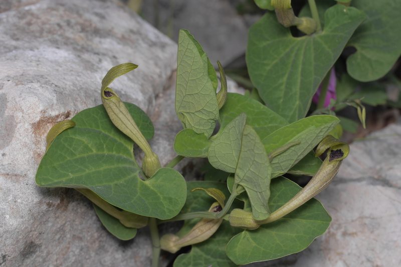 Aristolochia lutea, photographed by Nico