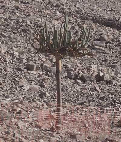 Browningia candelaris, photographed by nmoorhatch