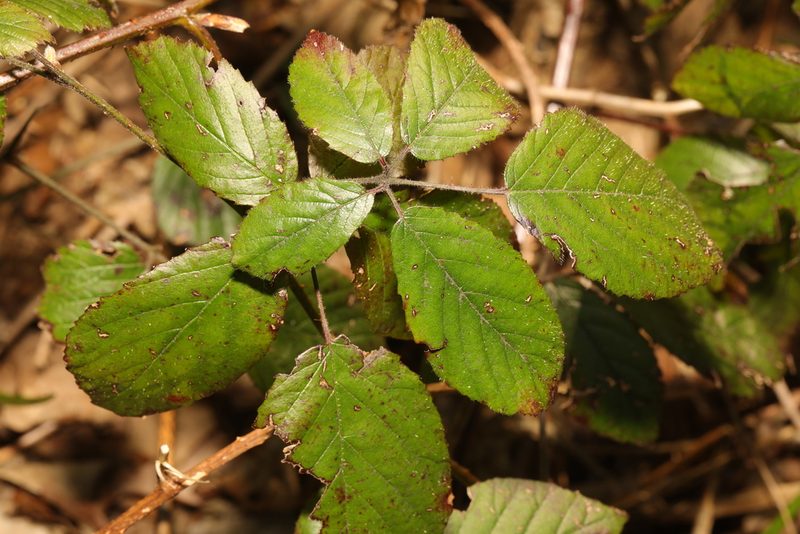 Rubus rufescens, photographed by Stephen James McWilliam
