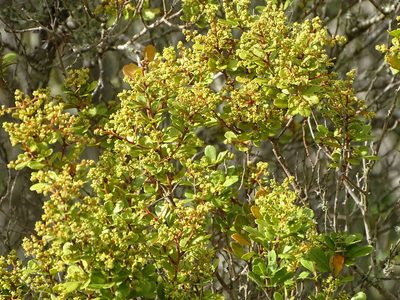 Searsia crenata, photographed by Shaun Swanepoel