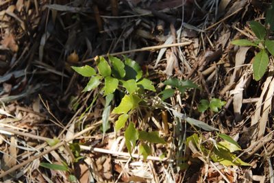 Cyrtomium falcatum, photographed by Tony Rebelo