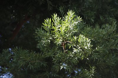 Afrocarpus falcatus, photographed by Tony Rebelo