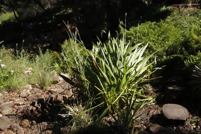 Wachendorfia thyrsiflora, photographed by Tony Rebelo