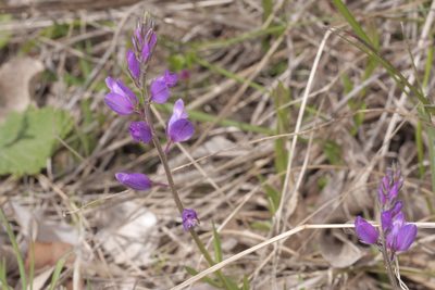 Polygala nicaeensis, photographed by Nico