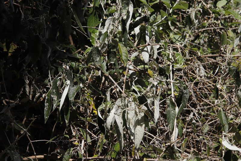 Buddleja madagascariensis, photographed by Tony Rebelo