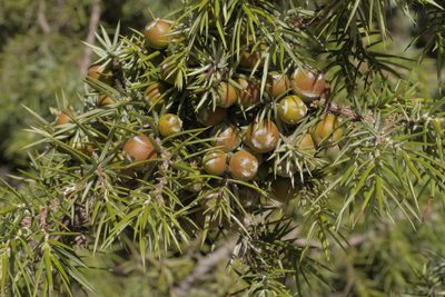 Juniperus deltoides, photographed by Nico