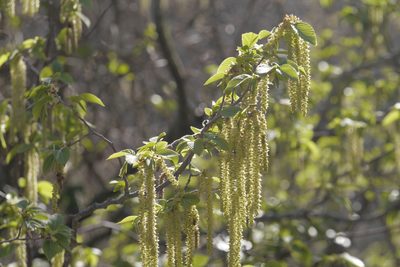 Ostrya carpinifolia, photographed by Nico