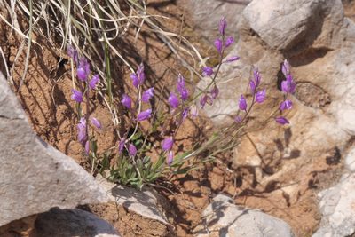 Polygala nicaeensis, photographed by Nico