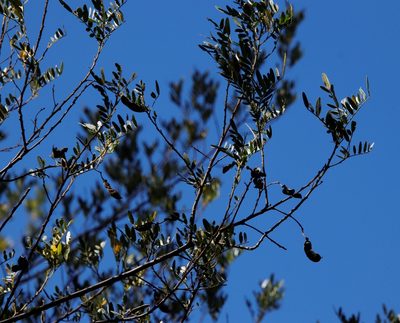 Virgilia oroboides, photographed by Tony Rebelo