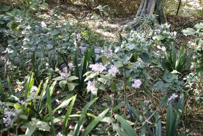 Plectranthus ecklonii, photographed by Tony Rebelo