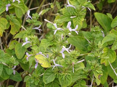 Hypoestes aristata, photographed by Shaun Swanepoel