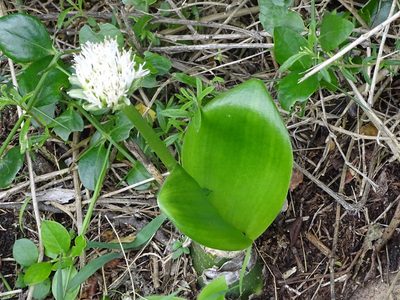 Haemanthus albiflos, photographed by Shaun Swanepoel