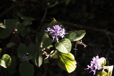 Plectranthus ecklonii, photographed by Tony Rebelo