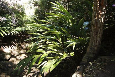 Hedychium flavescens, photographed by Tony Rebelo