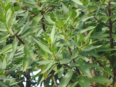 Myoporum montanum, photographed by Shaun Swanepoel