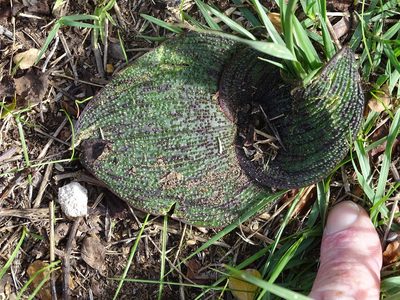 Massonia longipes, photographed by Shaun Swanepoel