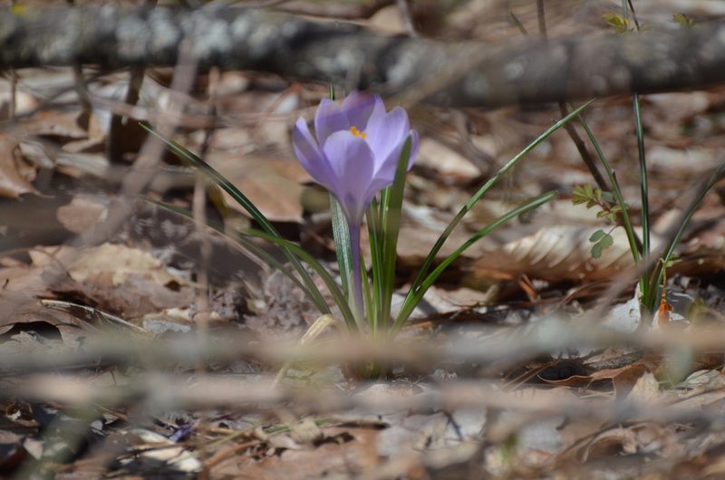 Crocus tommasinianus, photographed by Jessica Williams