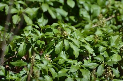 Pachysandra terminalis, photographed by Jessica Williams