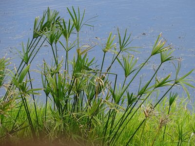 Cyperus vaginatus, photographed by Shaun Swanepoel