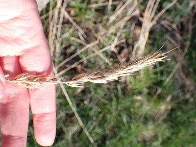 Elymus virginicus, photographed by Cecil Smith