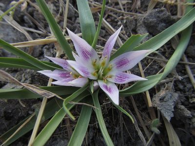 Colchicum roseum, photographed by Robert Taylor