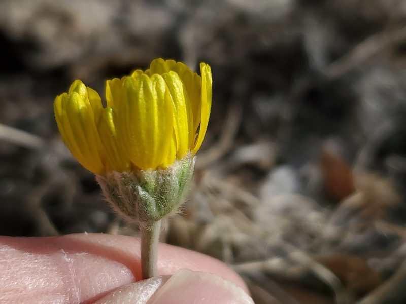 Tetraneuris argentea, photographed by Craig Martin
