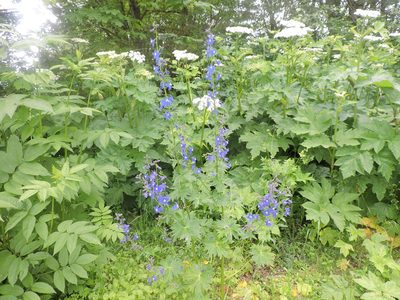 Delphinium trolliifolium, photographed by Sam Kieschnick