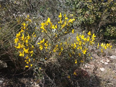 Genista scorpius, photographed by Y. Liu