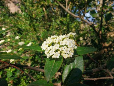 Viburnum tinus, photographed by Y. Liu