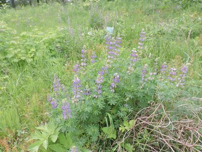 Lupinus rivularis, photographed by Sam Kieschnick