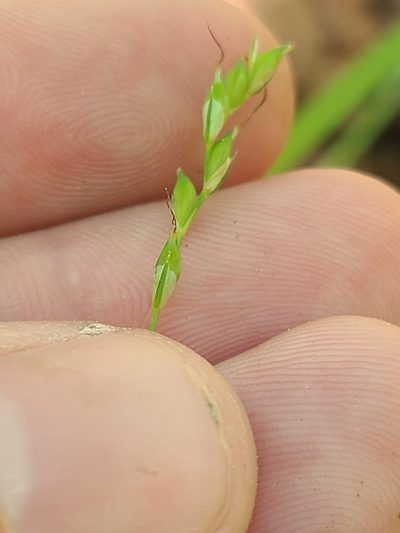 Carex ignota, photographed by Jeff Wilson