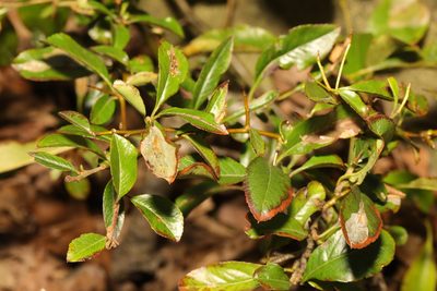 Pyracantha coccinea, photographed by Stephen James McWilliam