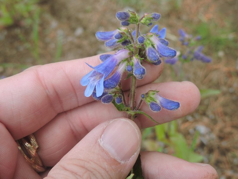 Penstemon ovatus, photographed by Sam Kieschnick