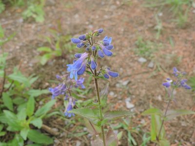 Penstemon ovatus, photographed by Sam Kieschnick