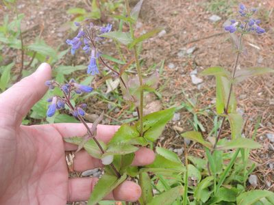 Penstemon ovatus, photographed by Sam Kieschnick