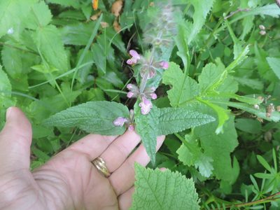 Stachys mexicana, photographed by Sam Kieschnick