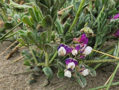 Lathyrus littoralis, photographed by Casey H. Richart