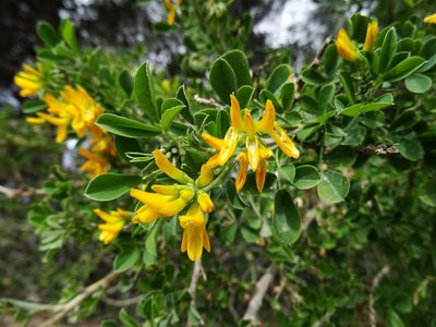 Medicago arborea, photographed by Y. Liu