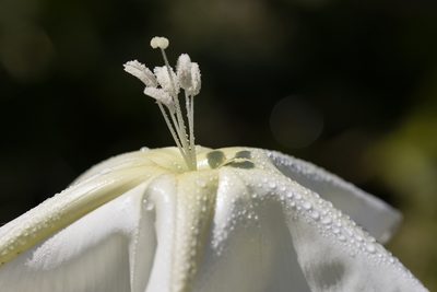Ipomoea alba, photographed by Frank Thomas Sautter