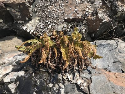 Dryopteris fragrans, photographed by Allan Harris