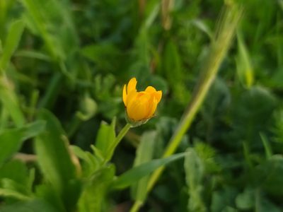 Calendula arvensis, photographed by Vasileia Sef