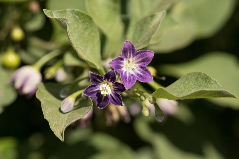 Vassobia breviflora, photographed by Frank Thomas Sautter