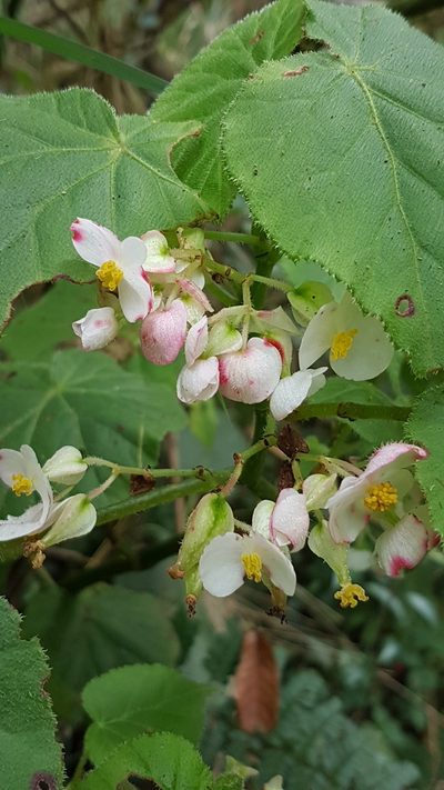 Begonia oaxacana, photographed by anasacuta