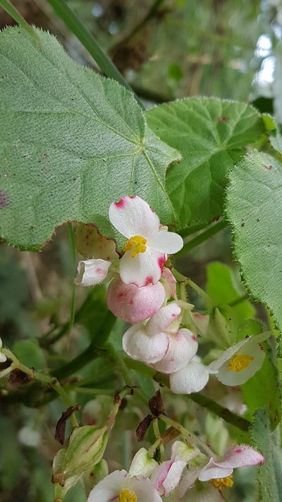 Begonia oaxacana, photographed by anasacuta